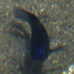 bluefishsingle