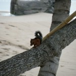squirrelbeach